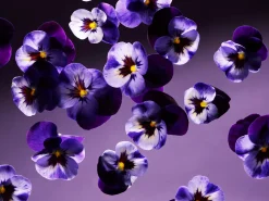 Rituals Smooth Violet Refill Fragrance Sticks Best